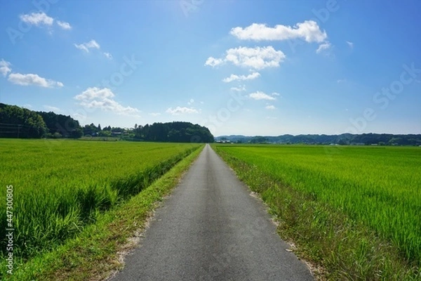 Obraz 一本道の夏の田園　いすみ市