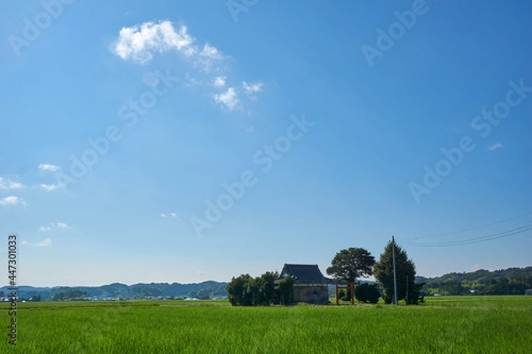 Obraz 夏の田園と祠　いすみ市