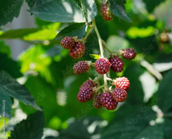 Fototapeta Blackberries on a branch close-up. Blackberry Bush. Collecting berries. Ripe blackberries on a green background. Healthy food for vegans.