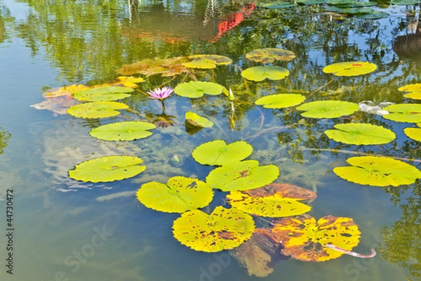 Fototapeta Lotus flower