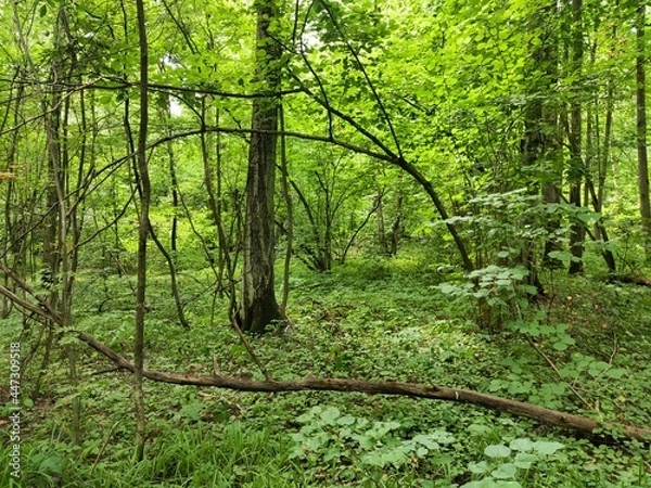 Obraz path in the forest in the summer 