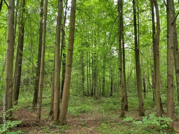 Obraz path in the forest in the summer 