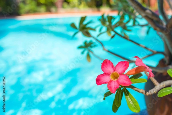 Fototapeta Сlose up of tropical pink flower on blue background. Space for text. Tropical background