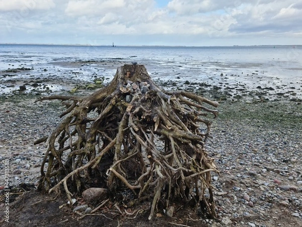 Obraz Wurzel am Strand