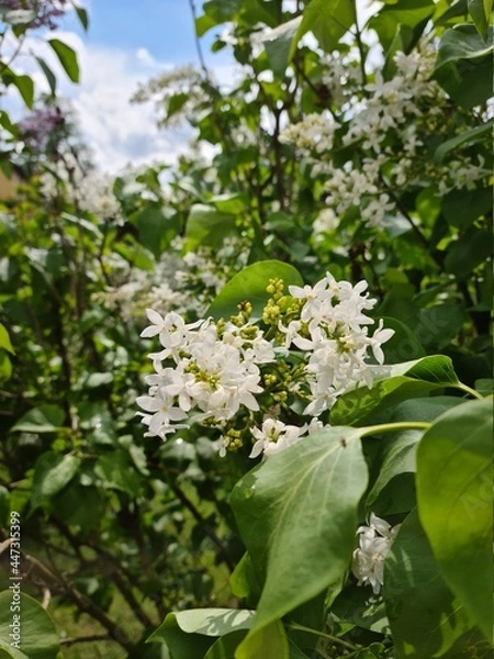 Obraz Weiße Blüten
