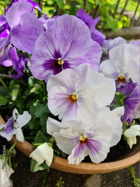 Obraz Stiefmütterchen