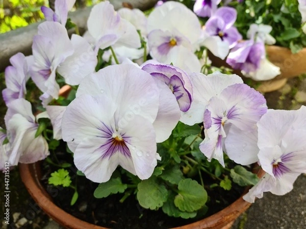 Obraz Stiefmütterchen