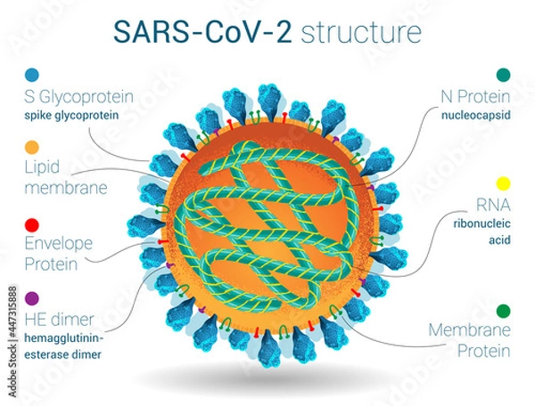 Obraz SARS-CoV-2 structure, anatomy of virus, microbiology and virology poster, proteins, lipids and ribonucleic acid of coronavirus