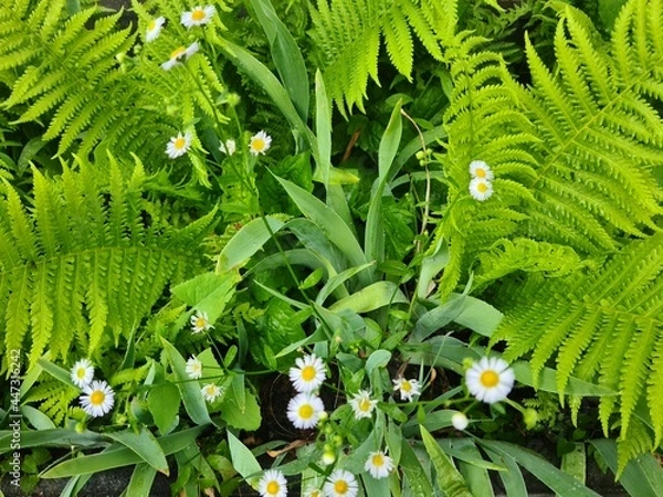 Obraz Gänseblümchen