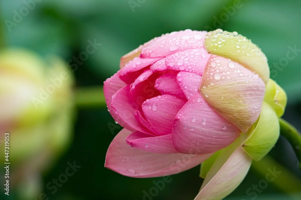 Obraz Pink lotus flower with raindrops on the petals