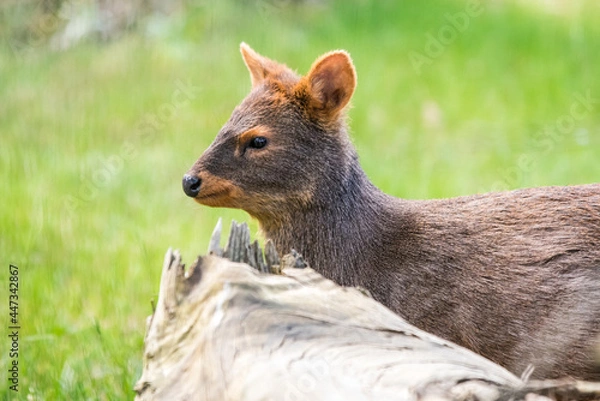 Obraz Chilean Pudu - Pudu puda is walking in Latvian zoo