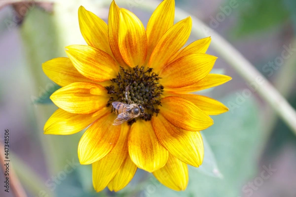 Obraz Bee on a Sunflower