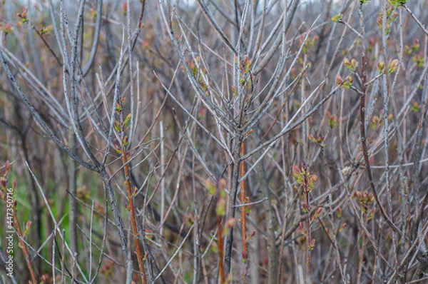 Obraz Branches a dense bush with green buds close-up, spring season, nature outdoors.
