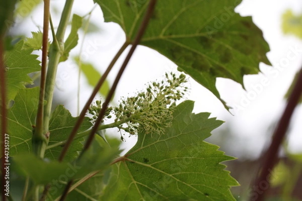 Obraz pianta di vite con germogli