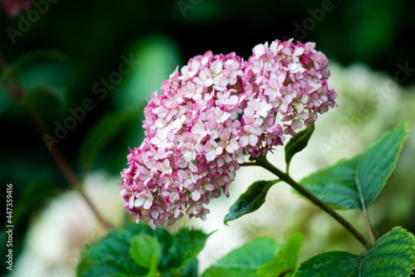 Obraz Hydranga Blossom in the Garden