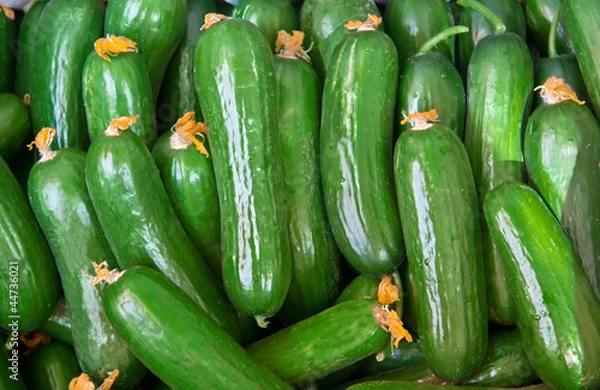 Obraz Organic Fresh Cucumbers