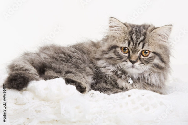 Obraz Lovely persian kitten lying on white shawl
