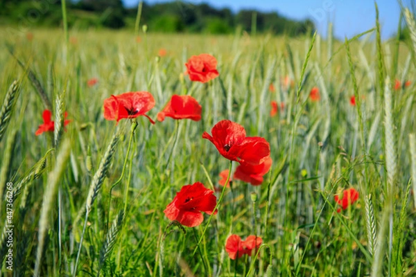 Obraz Roztocze - kwiaty