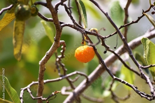 Obraz mama-cadela no Cerrado