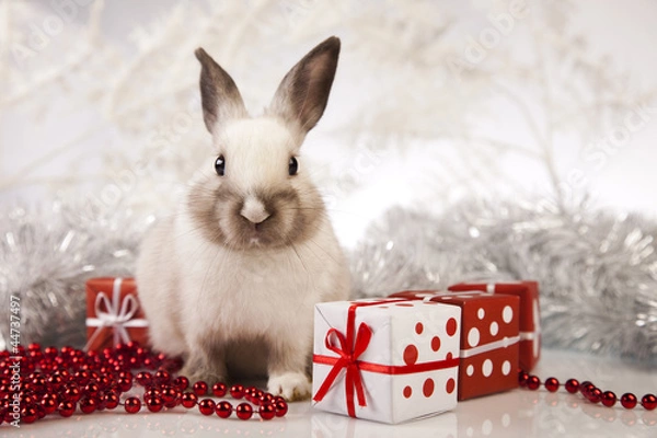 Obraz  Bunny with Christmas 