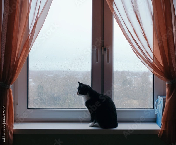 Fototapeta cat on window