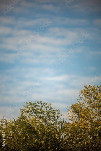 Obraz Landscape tree and sky