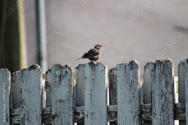 Obraz Bird on Fence