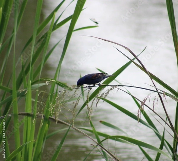Obraz Bird in the Reeds