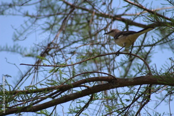 Obraz Branching Bird