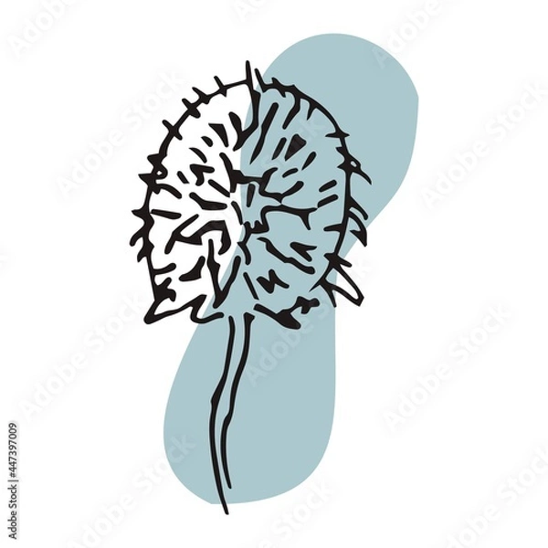 Fototapeta The plant is drawn by hand with a pen and translated into vector format. In the background there is an abstract colored spot. Stock vector illustration. For garment decoration, packaging, interior