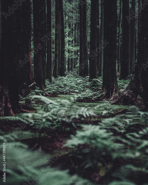 Obraz 제주 편백나무 숲