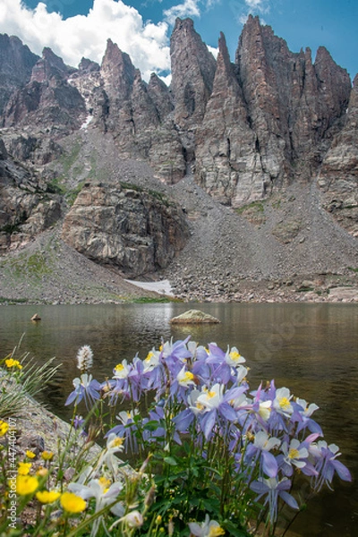 Fototapeta View of sky pond in Rocky Mountain National Park in Colorado. Sharp teeth-like peaks can be seen as well as blue colorado columbine wildflowers on the shore of the pond.