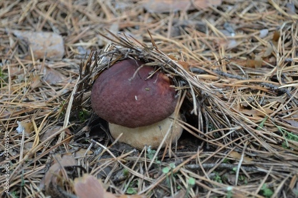 Obraz Гриб под листвой