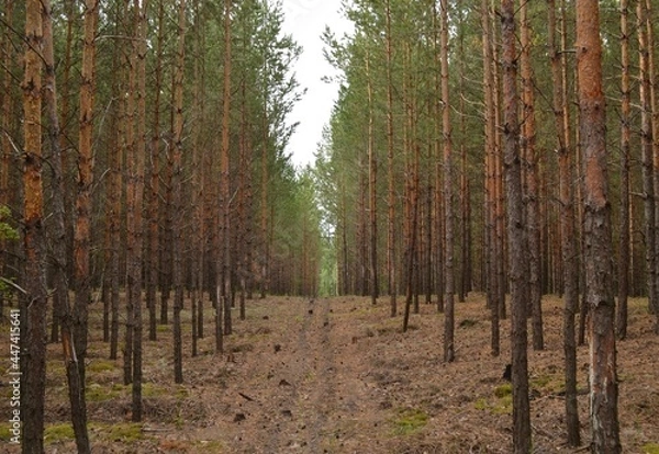 Obraz Красивый осенний лес