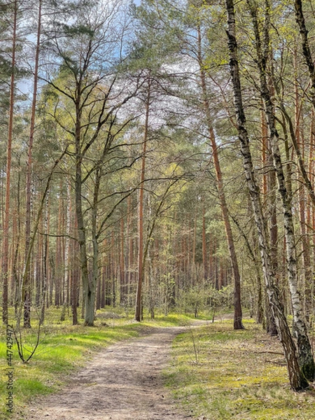 Fototapeta Empty path passing through forest