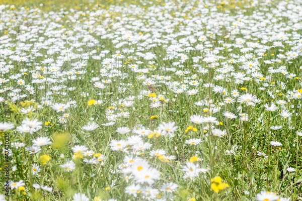 Fototapeta a clearing with white daisies in the forest in summer