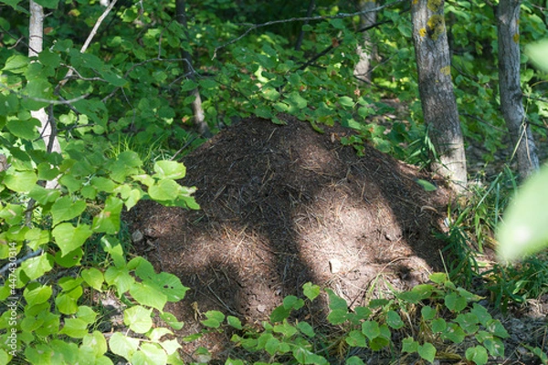 Fototapeta in summer, you can find large anthills in the forest