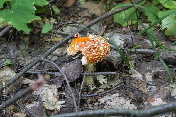 Fototapeta find a beautiful fly agaric in the forest