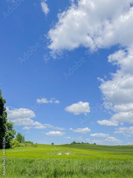 Obraz green field and blue sky