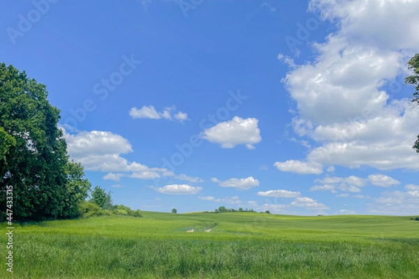 Obraz green field and blue sky