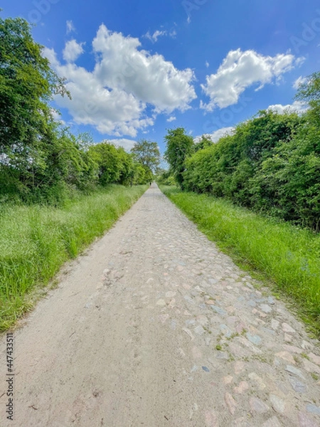Obraz road in the countryside