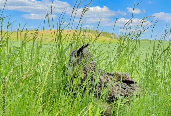 Fototapeta Great Horned Owl in Grassy Field