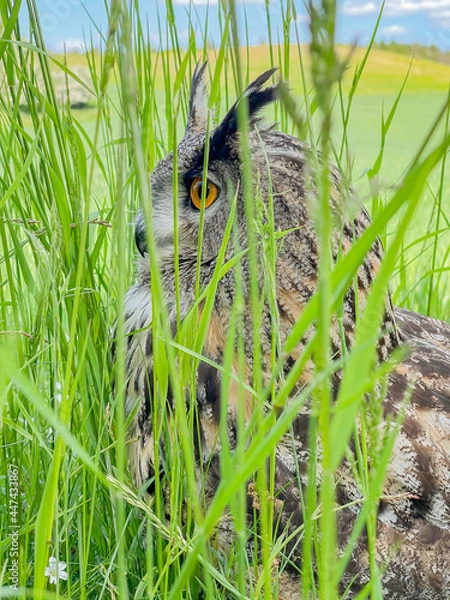 Obraz owl in the grass