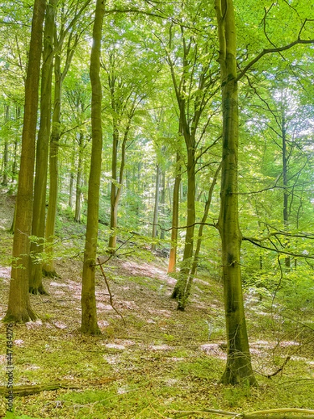Obraz footpath in the forest