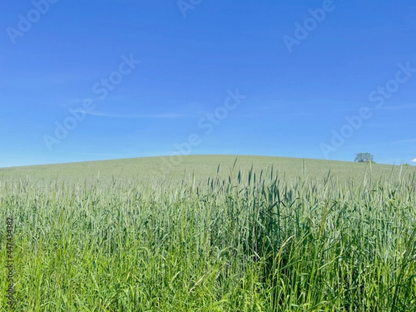 Obraz green field and blue sky