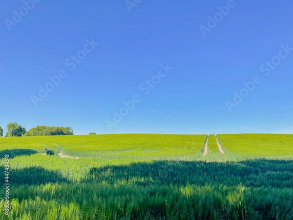 Obraz road in landscape with grass and blue sky