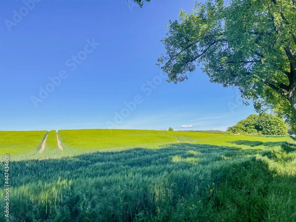 Obraz landscape with field and sky