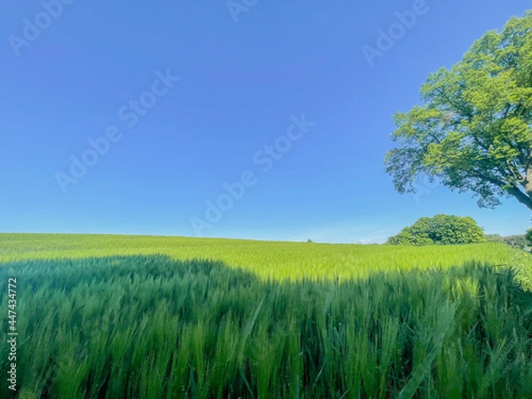 Obraz Green grass on blue clear sky, spring nature theme.