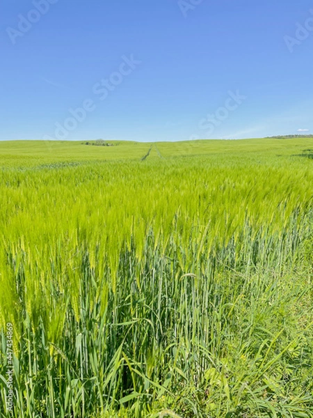 Obraz Green grass on blue clear sky, spring nature theme.