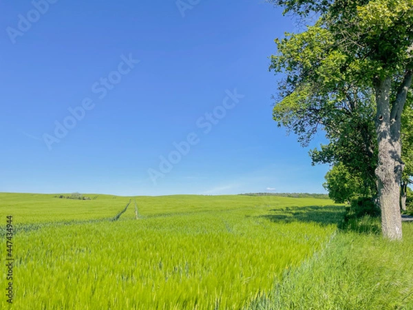 Obraz Green farm